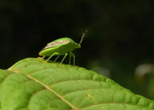 花粉とカメムシの意外な関係？ - UYEKI（ウエキ）